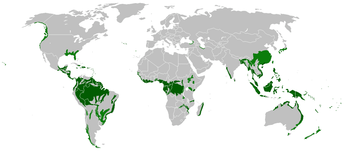 Rainforests: The lungs that keep earth breathing Rainforests: The lungs that keep earth breathing
