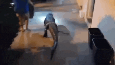 Watch: Six-foot alligator casually strolls outside Virginia motel; video goes viral Watch: Six-foot alligator casually strolls outside Virginia motel; video goes viral