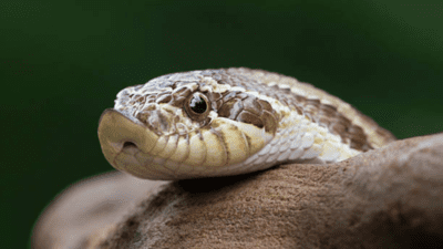 Snakes that pretend to be dead: Nature’s greatest fakers | Snakes that pretend to be dead: Nature’s greatest fakers |