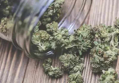 Mumbai: Rs 25 crore worth of hydrohonic weed seized at airport; 3 arrested | India News Mumbai: Rs 25 crore worth of hydrohonic weed seized at airport; 3 arrested | India News