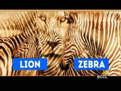 Optical illusion personality test: Lion or zebra? The animal you spot first reveals if you are shy or outgoing Optical illusion personality test: Lion or zebra? The animal you spot first reveals if you are shy or outgoing