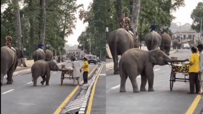 ‘Picture of pure innocence’: Baby elephant stops for a quick snack on road; heartwarming moment goes viral | India News ‘Picture of pure innocence’: Baby elephant stops for a quick snack on road; heartwarming moment goes viral | India News