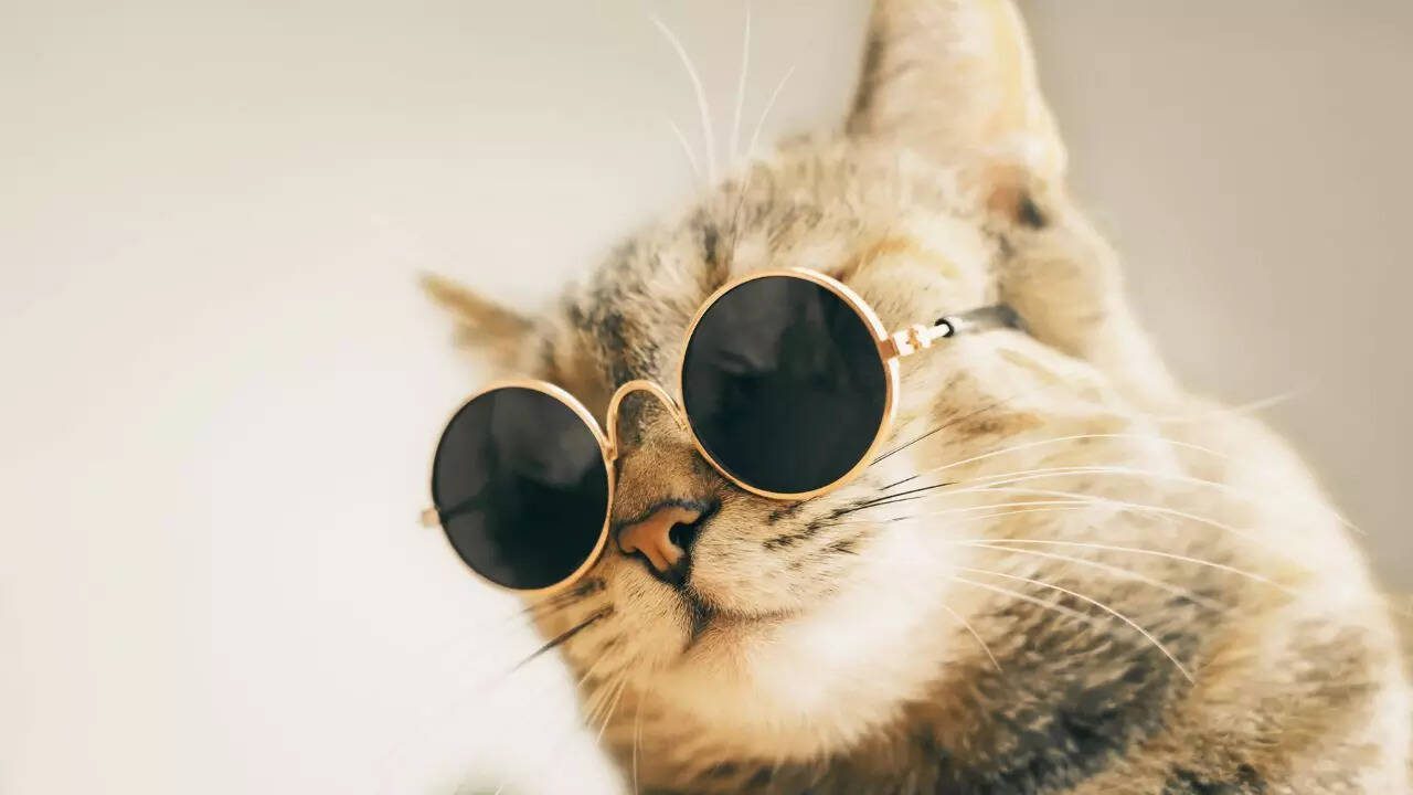 5 most expensive cat breeds in the world 5 most expensive cat breeds in the world