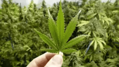 Thailand banning cannabis sales without prescription 3 years after decriminalisation Thailand banning cannabis sales without prescription 3 years after decriminalisation