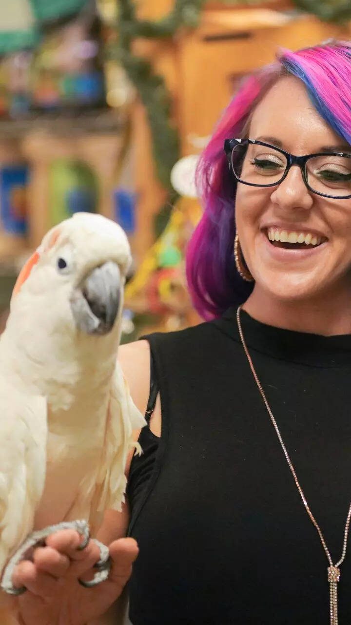 8 types of parrots to have as pets 8 types of parrots to have as pets