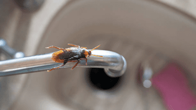 Breathing trouble at home? Doctor warns cockroaches may be the hidden health hazard you’re ignoring Breathing trouble at home? Doctor warns cockroaches may be the hidden health hazard you’re ignoring