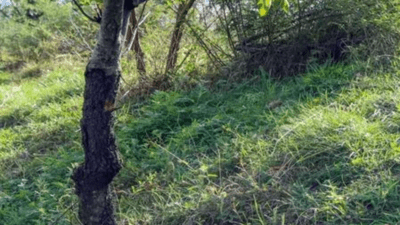 Agroforestry push: Centre issues model rules to ease tree felling on farmland, boost legal timber trade Agroforestry push: Centre issues model rules to ease tree felling on farmland, boost legal timber trade