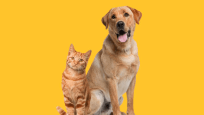 Dogs and cats: Which one’s smarter? The answer might surprise you Dogs and cats: Which one’s smarter? The answer might surprise you