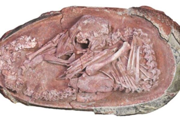 How A Dinosaur Embryo Links Birds To Their Ancient Ancestors | Science & Environment News How A Dinosaur Embryo Links Birds To Their Ancient Ancestors | Science & Environment News