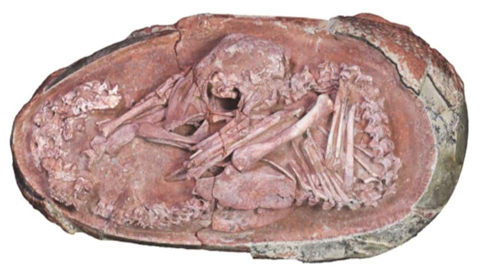 How A Dinosaur Embryo Links Birds To Their Ancient Ancestors | Science & Environment News How A Dinosaur Embryo Links Birds To Their Ancient Ancestors | Science & Environment News