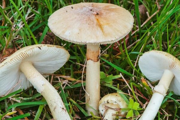 Do Mushrooms Talk? Scientists Say The Fungi Know 50 Words | Science & Environment News Do Mushrooms Talk? Scientists Say The Fungi Know 50 Words | Science & Environment News
