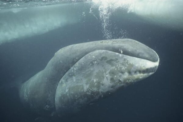 Meet Oldest Whale In The World: A 200-Year-Old Bowhead Still Swimming The Arctic Seas, Has Lived Through World Wars, Space Races And… | Science & Environment News Meet Oldest Whale In The World: A 200-Year-Old Bowhead Still Swimming The Arctic Seas, Has Lived Through World Wars, Space Races And… | Science & Environment News