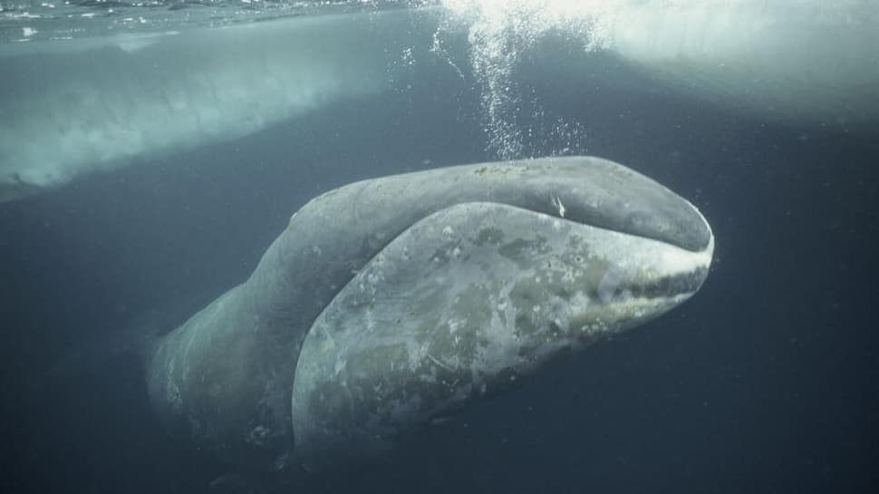 Meet Oldest Whale In The World: A 200-Year-Old Bowhead Still Swimming The Arctic Seas, Has Lived Through World Wars, Space Races And… | Science & Environment News Meet Oldest Whale In The World: A 200-Year-Old Bowhead Still Swimming The Arctic Seas, Has Lived Through World Wars, Space Races And… | Science & Environment News