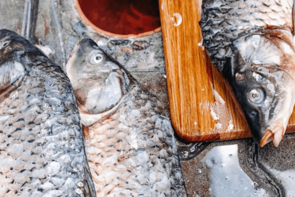 Fish Feel Pain For Up To 24 Minutes During Slaughter, Study Reveals Shocking Reality | Science & Environment News Fish Feel Pain For Up To 24 Minutes During Slaughter, Study Reveals Shocking Reality | Science & Environment News