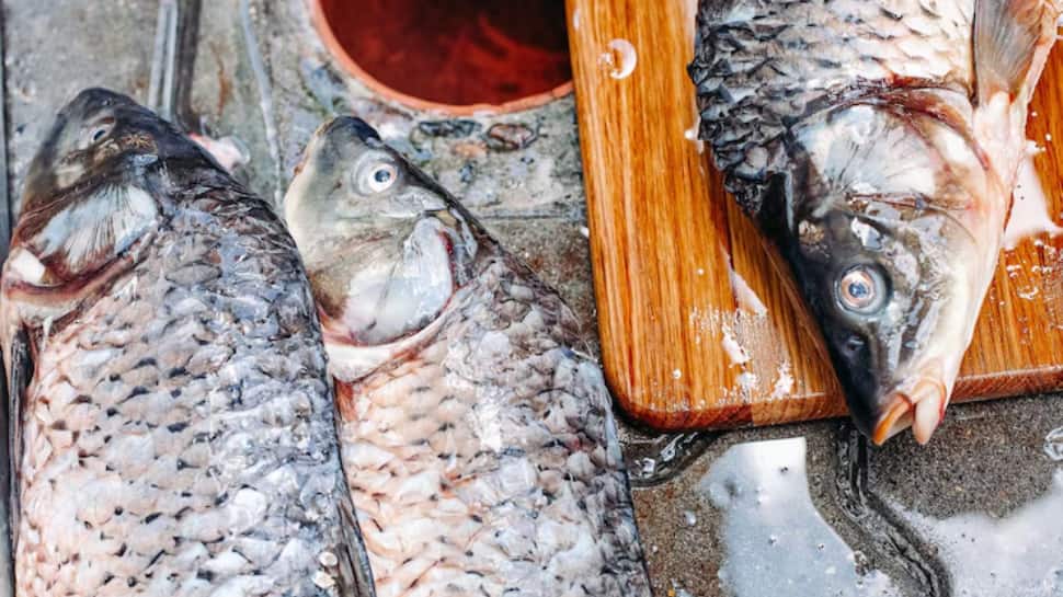 Fish Feel Pain For Up To 24 Minutes During Slaughter, Study Reveals Shocking Reality | Science & Environment News Fish Feel Pain For Up To 24 Minutes During Slaughter, Study Reveals Shocking Reality | Science & Environment News