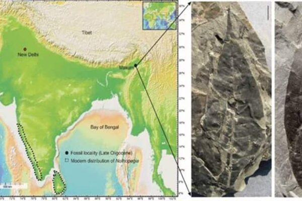 In Assam’s Coalfield, A 24-Million-Year-Old Fossil Discovery Shocks…Sheds Light On Existence Of Rare… | Science & Environment News In Assam’s Coalfield, A 24-Million-Year-Old Fossil Discovery Shocks…Sheds Light On Existence Of Rare… | Science & Environment News