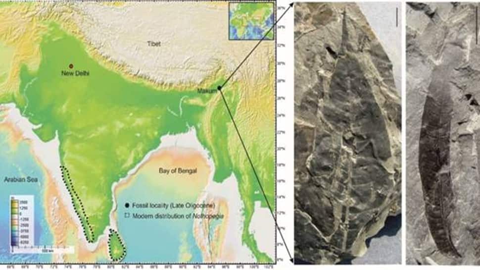In Assam’s Coalfield, A 24-Million-Year-Old Fossil Discovery Shocks…Sheds Light On Existence Of Rare… | Science & Environment News In Assam’s Coalfield, A 24-Million-Year-Old Fossil Discovery Shocks…Sheds Light On Existence Of Rare… | Science & Environment News