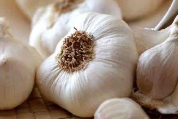 Garlic Cultivation In Himachal Expanded To 4,000 Hectares: Experts | Economy News Garlic Cultivation In Himachal Expanded To 4,000 Hectares: Experts | Economy News