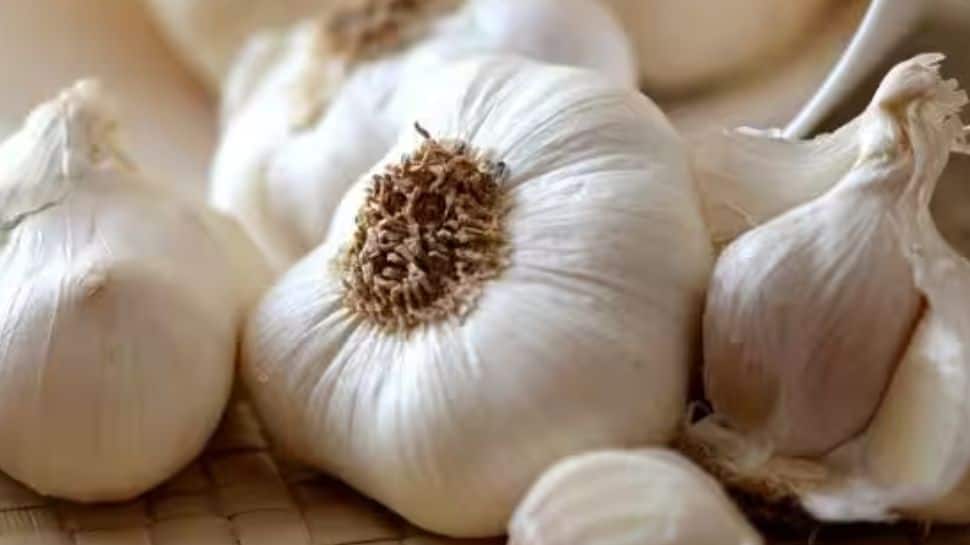 Garlic Cultivation In Himachal Expanded To 4,000 Hectares: Experts | Economy News Garlic Cultivation In Himachal Expanded To 4,000 Hectares: Experts | Economy News