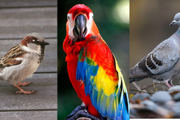 Bird Nests At Home: Which Bring Prosperity And Which Warn Of Trouble? Check Signs | Culture News Bird Nests At Home: Which Bring Prosperity And Which Warn Of Trouble? Check Signs | Culture News