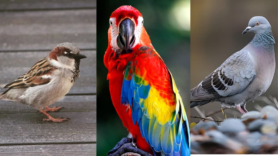 Bird Nests At Home: Which Bring Prosperity And Which Warn Of Trouble? Check Signs | Culture News Bird Nests At Home: Which Bring Prosperity And Which Warn Of Trouble? Check Signs | Culture News