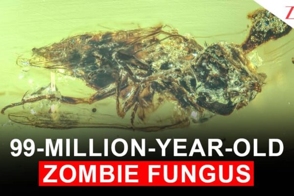 Before Humans, a Fungus Was Making Zombies: A 99-Million-Year-Old Fly Found Trapped in Amber Proves It | World News Before Humans, a Fungus Was Making Zombies: A 99-Million-Year-Old Fly Found Trapped in Amber Proves It | World News
