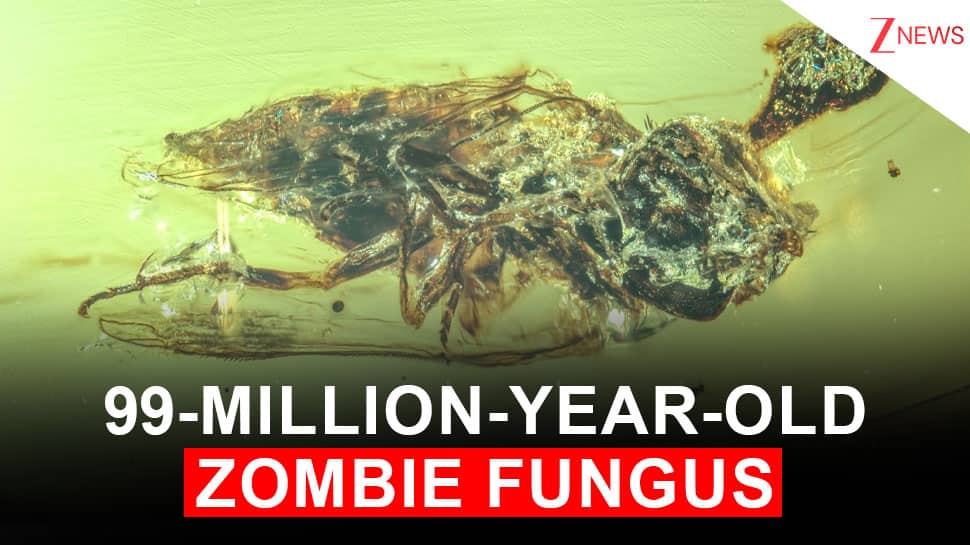 Before Humans, a Fungus Was Making Zombies: A 99-Million-Year-Old Fly Found Trapped in Amber Proves It | World News Before Humans, a Fungus Was Making Zombies: A 99-Million-Year-Old Fly Found Trapped in Amber Proves It | World News