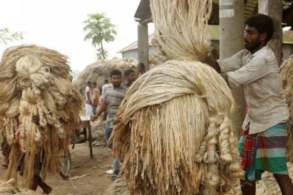 India Restricts Imports Of Jute, Its Derivatives From Bangladesh | Economy News India Restricts Imports Of Jute, Its Derivatives From Bangladesh | Economy News
