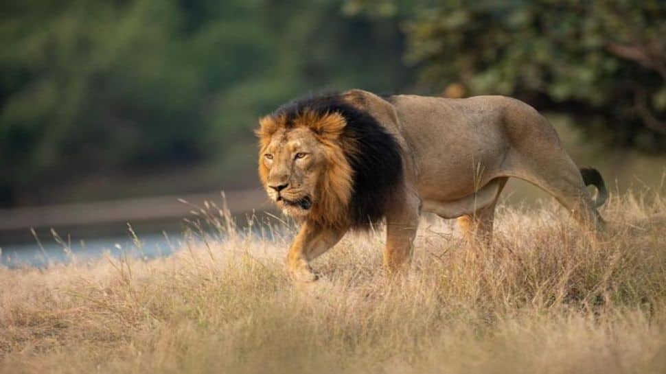 Lion Numbers Surge In Gujarat – But Is India Running Out Of Space For The Big Cat? | India News Lion Numbers Surge In Gujarat – But Is India Running Out Of Space For The Big Cat? | India News