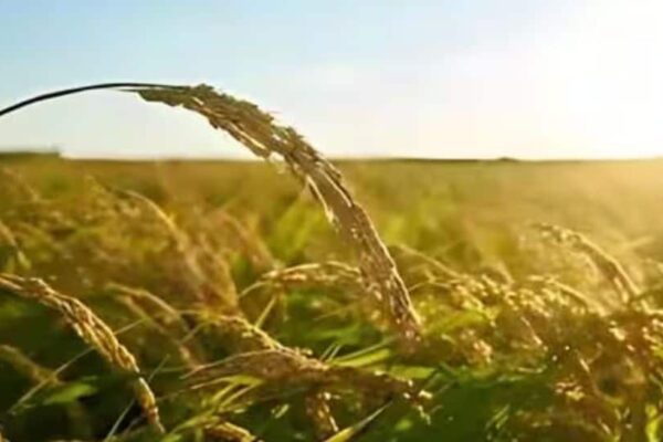 Total Area Sown Under Kharif Crop Crosses 262.15 Lakh Hectares So Far | Economy News Total Area Sown Under Kharif Crop Crosses 262.15 Lakh Hectares So Far | Economy News