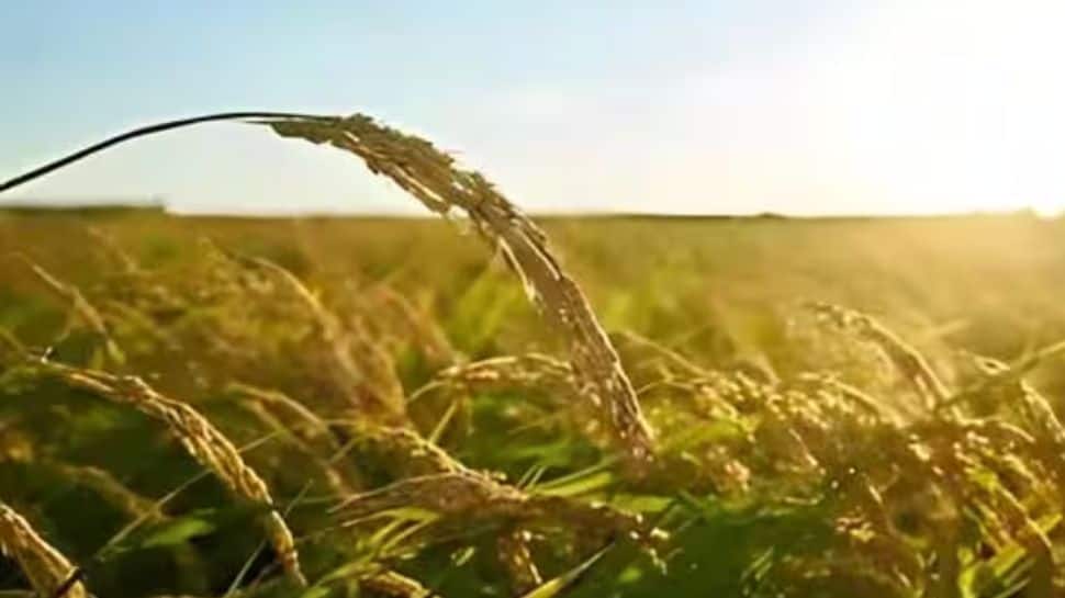 Total Area Sown Under Kharif Crop Crosses 262.15 Lakh Hectares So Far | Economy News Total Area Sown Under Kharif Crop Crosses 262.15 Lakh Hectares So Far | Economy News