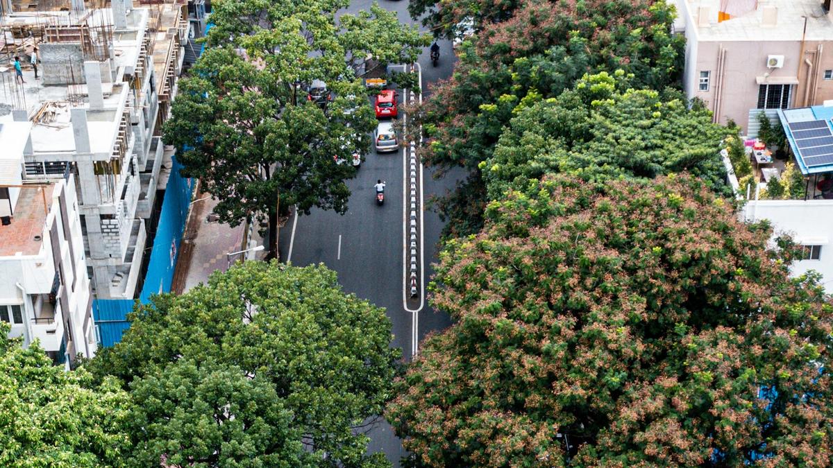 When cities have trees that don’t belong, the birds notice When cities have trees that don’t belong, the birds notice
