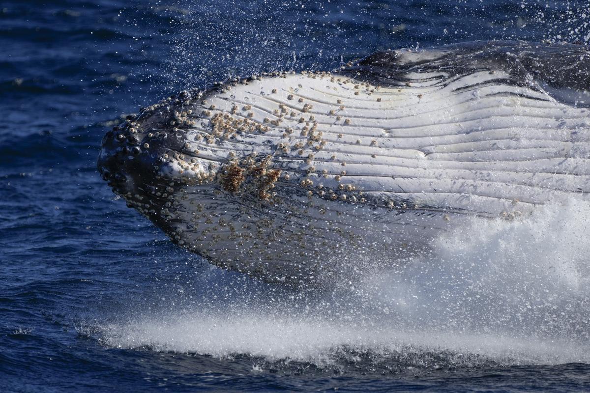 Commuter traffic gives way for whales on Australia’s humpback highway Commuter traffic gives way for whales on Australia’s humpback highway