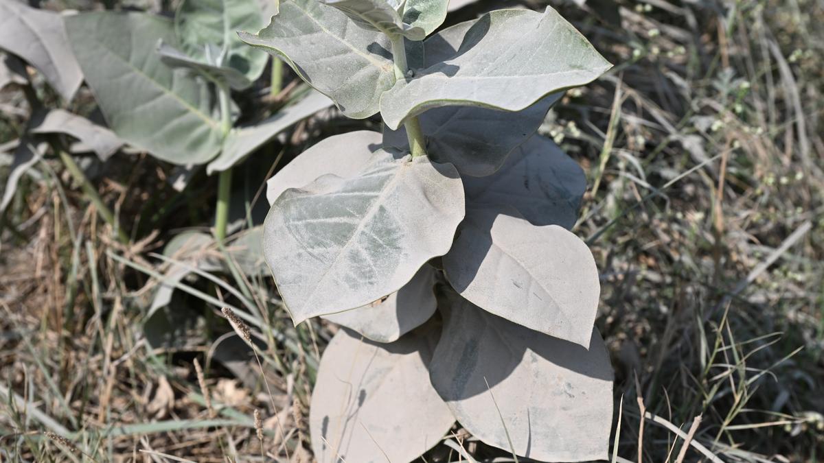 How crushed stone could help fight climate change How crushed stone could help fight climate change