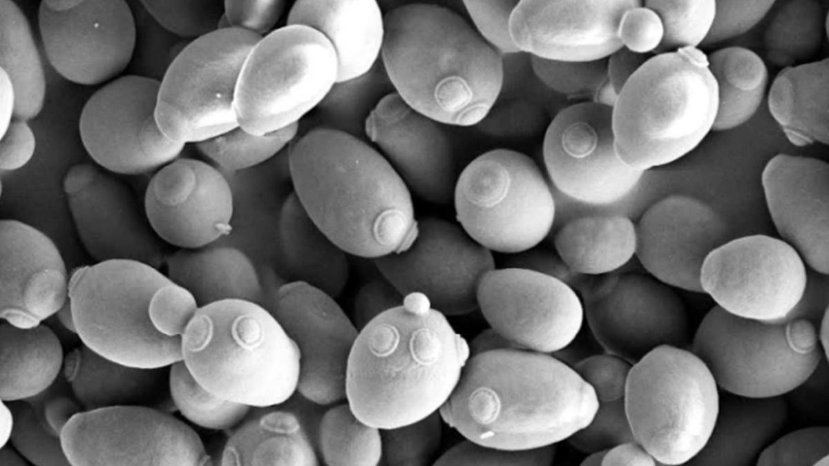 Yeast shows physics can give rise to multicellular life sans mutations Yeast shows physics can give rise to multicellular life sans mutations