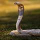 Two existing drugs offer hope to cure Russell’s viper bites Two existing drugs offer hope to cure Russell’s viper bites