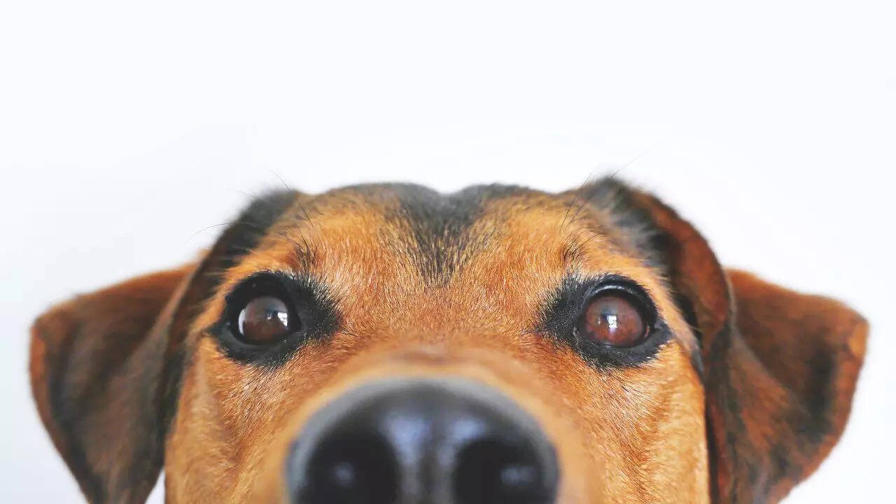 3 dog breeds first-time pet owners should NOT choose and why, as per expert 3 dog breeds first-time pet owners should NOT choose and why, as per expert