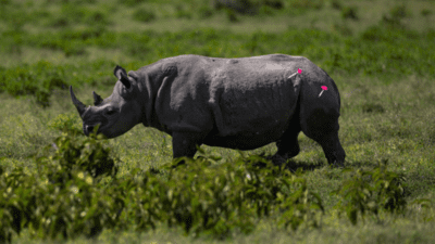 10 endangered black rhinos sent from South Africa to Mozambique 10 endangered black rhinos sent from South Africa to Mozambique