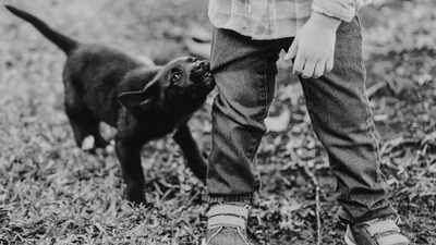 What to do after a dog bite: Essential tips and precautions you can follow | What to do after a dog bite: Essential tips and precautions you can follow |