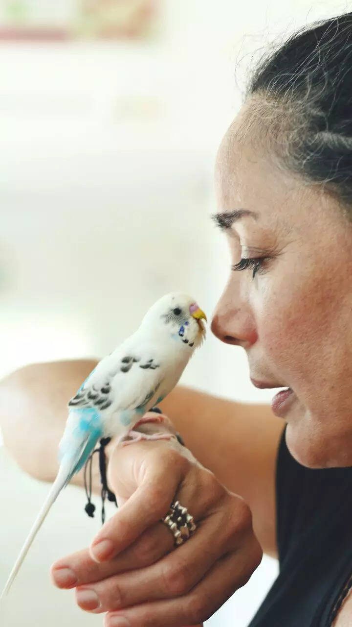 8 pet birds that can mimic human speech perfectly
