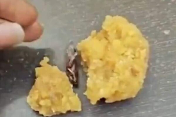 Cockroach In Prasad? Viral Video Sparks Outrage At Srisailam Temple | India News Cockroach In Prasad? Viral Video Sparks Outrage At Srisailam Temple | India News