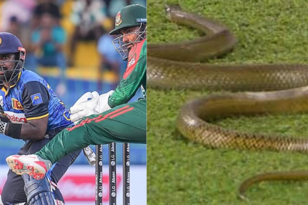 7-Foot Snake Halts Play During Sri Lanka Vs Bangladesh ODI In Colombo: WATCH | Cricket News