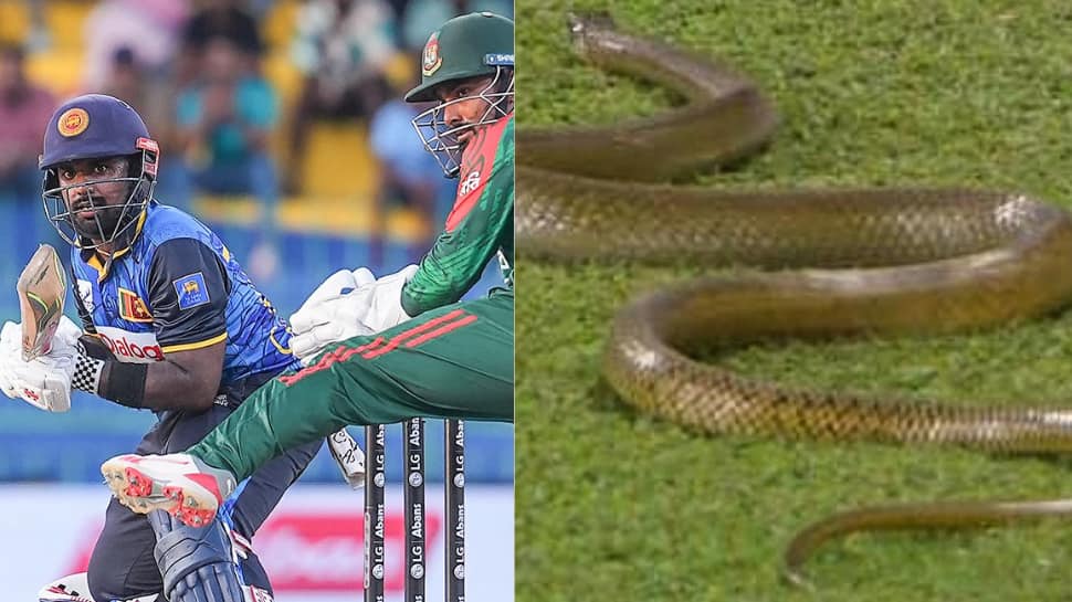 7-Foot Snake Halts Play During Sri Lanka Vs Bangladesh ODI In Colombo: WATCH | Cricket News