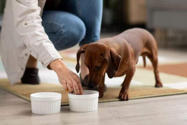 Why Your Pet Shouldn’t Eat Leftovers? Check Expert Opinion | Pets News Why Your Pet Shouldn’t Eat Leftovers? Check Expert Opinion | Pets News