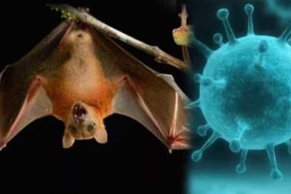 What is Nipah Virus? Check For Symptoms, Risks, And How To Stay Safe | Health News What is Nipah Virus? Check For Symptoms, Risks, And How To Stay Safe | Health News