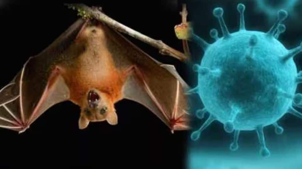 What is Nipah Virus? Check For Symptoms, Risks, And How To Stay Safe | Health News What is Nipah Virus? Check For Symptoms, Risks, And How To Stay Safe | Health News
