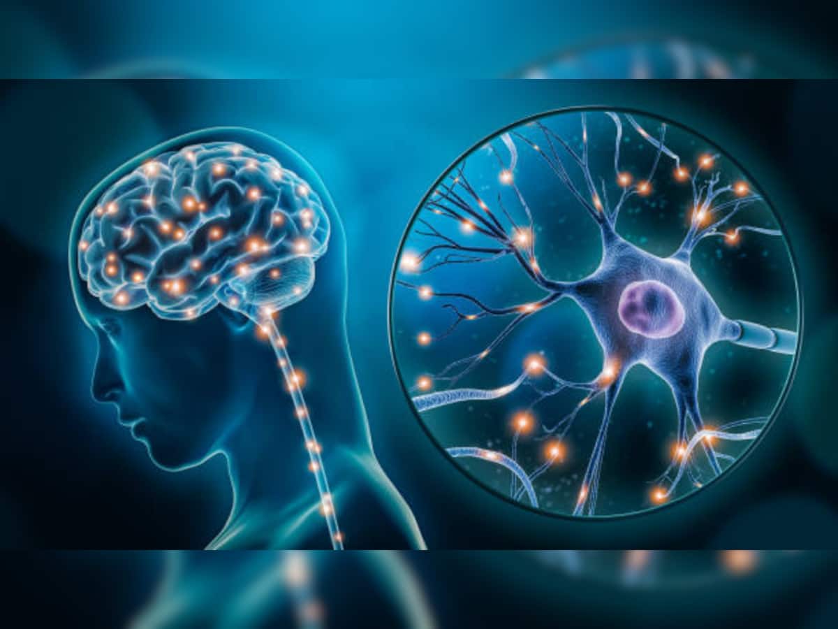 Your Brain Keeps Growing Even After 70! Shocking Study Reveals Hidden Power Of Memory Cells