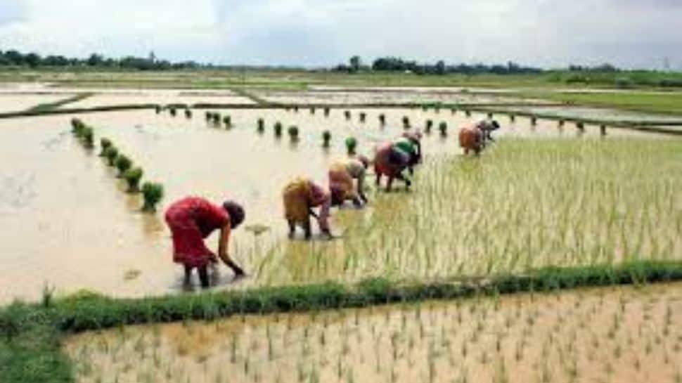 Kharif Sowing Crosses 50% In Gujarat; Groundnut, Cotton Lead As Monsoon Progresses | India News