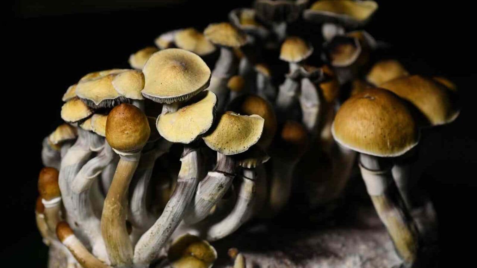 A promising depression drug works. Psychedelics are back.