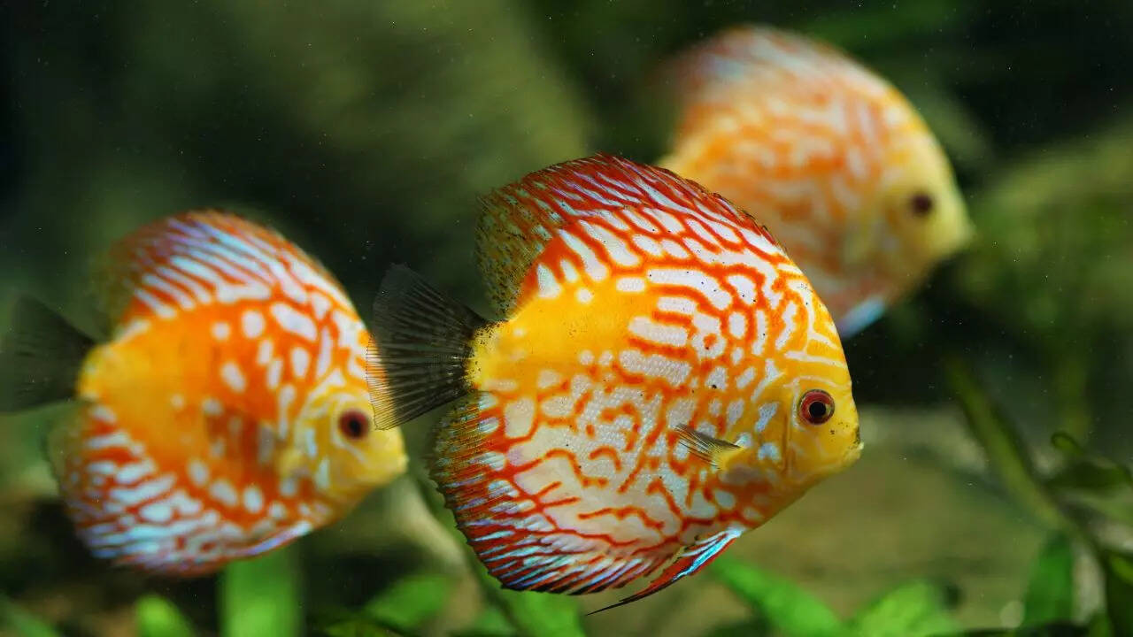 10 longest surviving aquarium fish (some can live up to 200 years) 10 longest surviving aquarium fish (some can live up to 200 years)